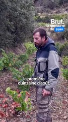 Face aux sécheresses, ce viticulteur bio fait pousser… des cactus
