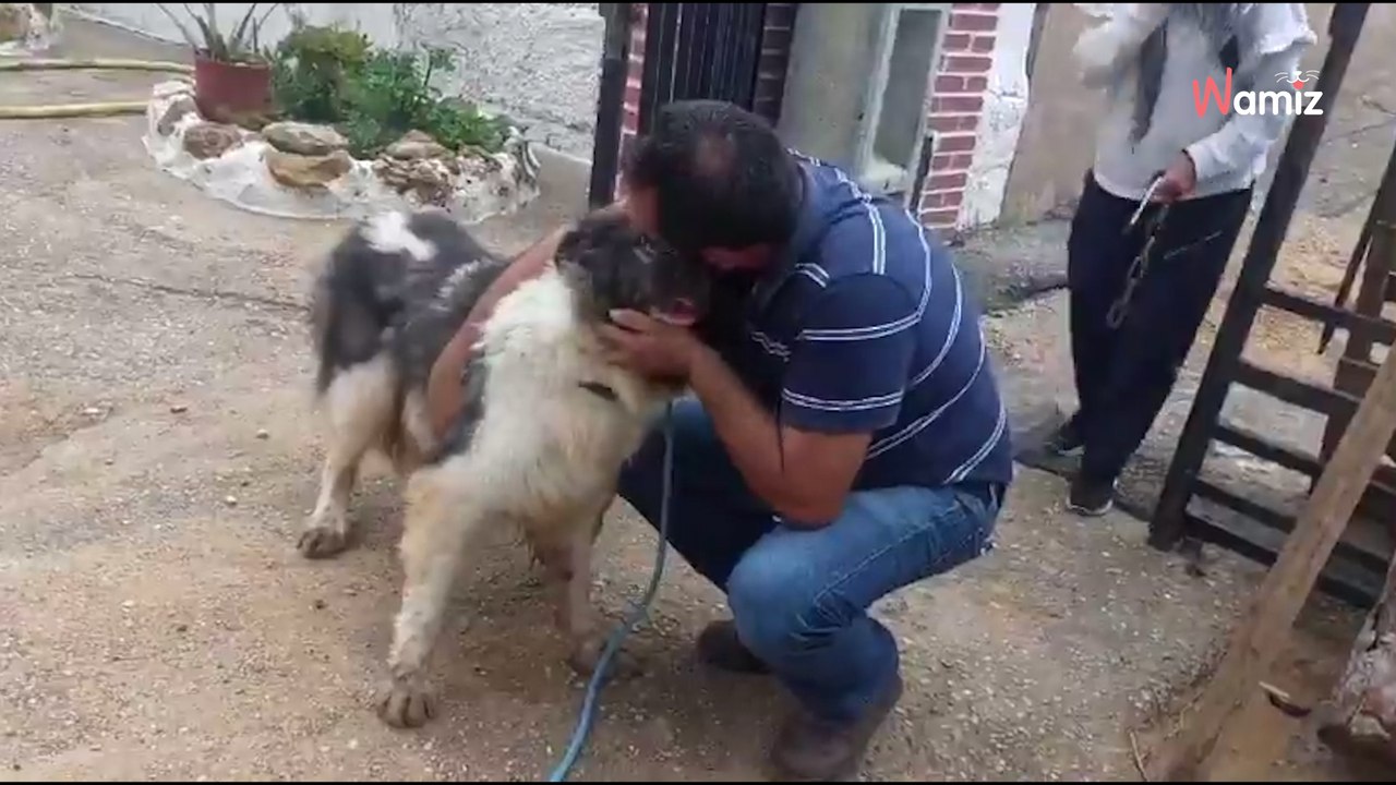 Dog returns home after Valencia floods; his reaction leaves everyone in tears