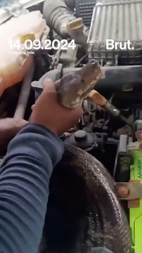 Un mécanicien tombe sur un python de 2 mètres en réparant une voiture