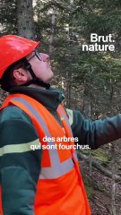 Son métier : garde forestier