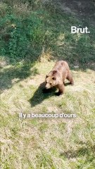 Elle a sauvé une centaine d’ours en Roumanie