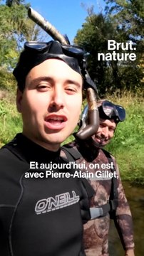 Plongée au milieu des silures, le prédateur de la Loire