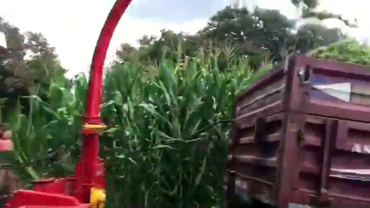 Massey Ferguson - KısaKısa #02 - TT