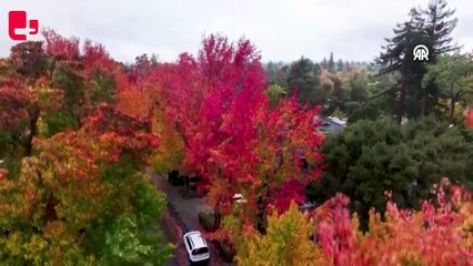 Palo Alto sonbahar renklerine büründü