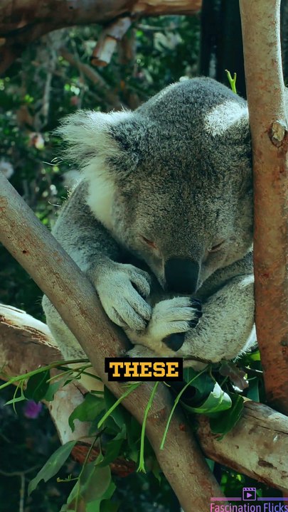 The Unique Lifestyle of Koalas!