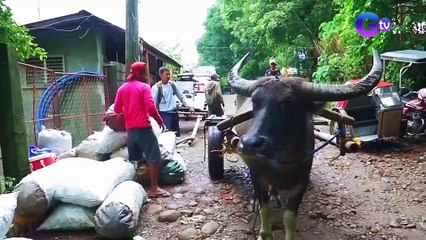 Muwebles na may buto ng kalabaw, umaabot ng daan-daang libo ang halaga?! | I Juander