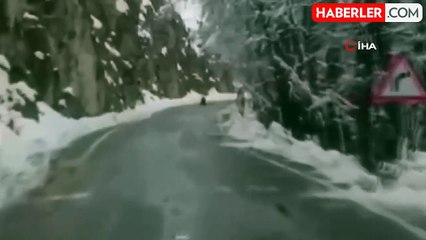 Tunceli'de Kış Uykusunu Unutan Ayı Görüntülendi