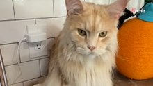 La adorable forma que tiene el maine coon de pedir premios hace reír a carcajadas a los amantes de los gatos (vídeo)