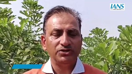 Jodhpur में किसान कर रहे हैं Anjeer की खेती