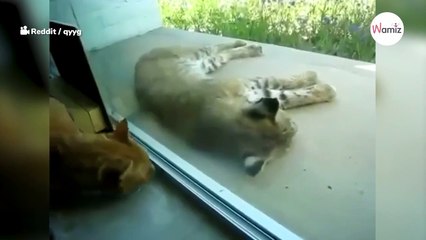 Video. Gatto sveglia una lince: la reazione dell'enorme felino è inaspettata