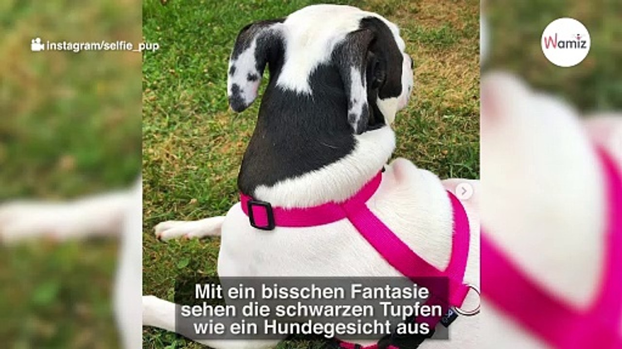 Pitbull hat etwas auf dem Ohr, was alle zum Seufzen bringt!