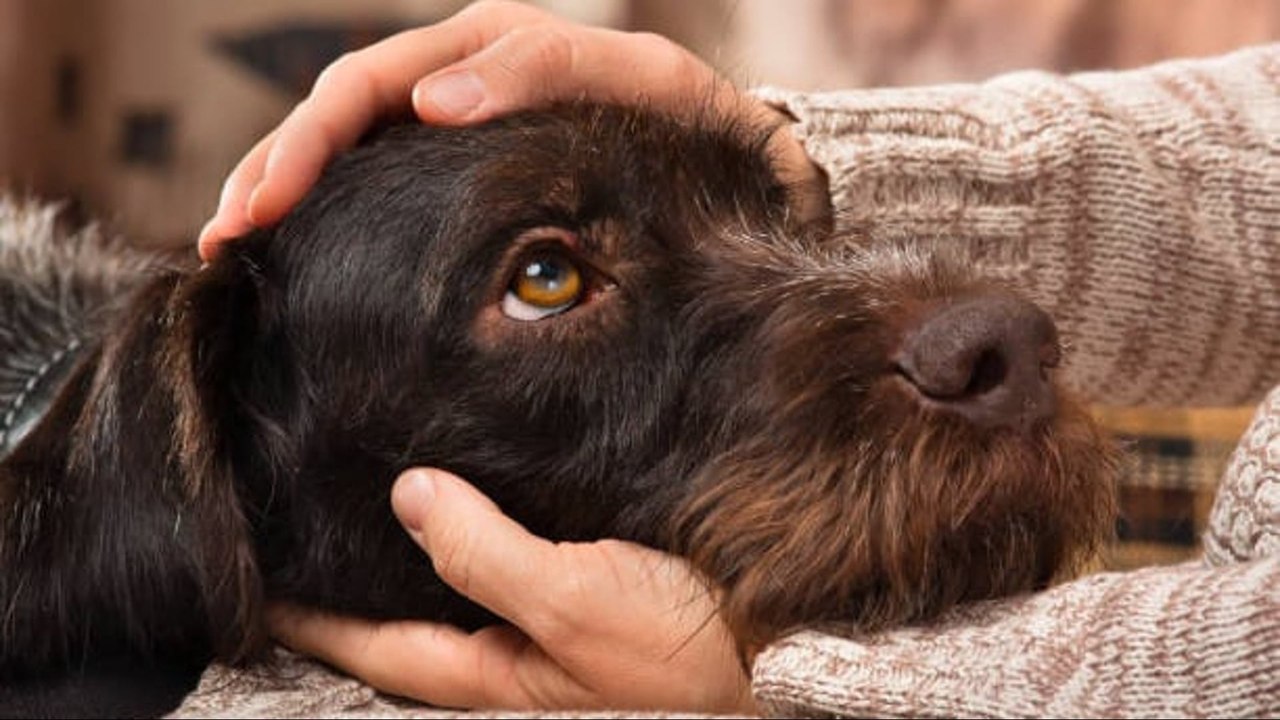 Mirar A Tu Perro A Los Ojos Te Conecta Con Su Cerebro