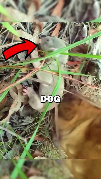 DOG FINDS BABY KOALA! #animals #animalstories #pets #animalrescue #cute #shorts