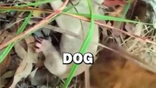 DOG FINDS BABY KOALA! #animals #animalstories #pets #animalrescue #cute #shorts