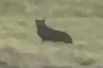 Dark black ‘big cat’ spotted on Yorkshire farmland