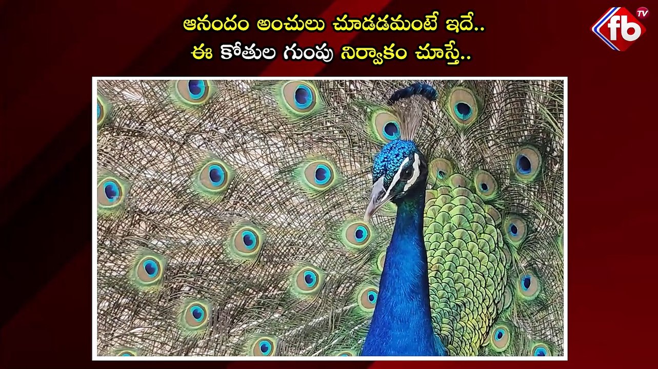 ఆనందం అంచులు చూడడమంటే ఇదే.. ఈ కోతుల గుంపు నిర్వాకం? #monkeys playing #pool #viralvideo | FBTV NEWS