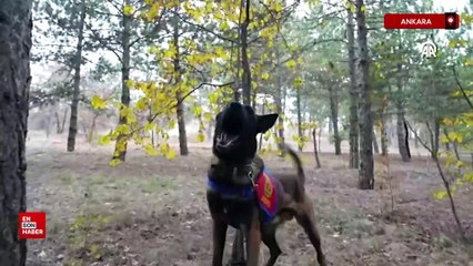 Jandarmanın kadavra arama köpekleri cesetlerin bulunmasında önemli rol üstleniyor