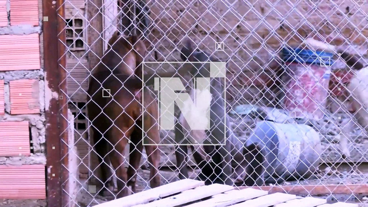 Pofoma intervino un criadero ilegal de canes de raza peligrosa en Cliza