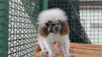 Amarrado al cuello y sin colmillos: así fue rescatado un mono titi de una vivienda en Bucaramanga