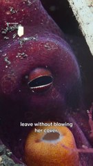 Hobotnica puca na ribe