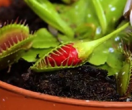 Tiny space, big greenery! Indoor gardening hacks you’ll love!