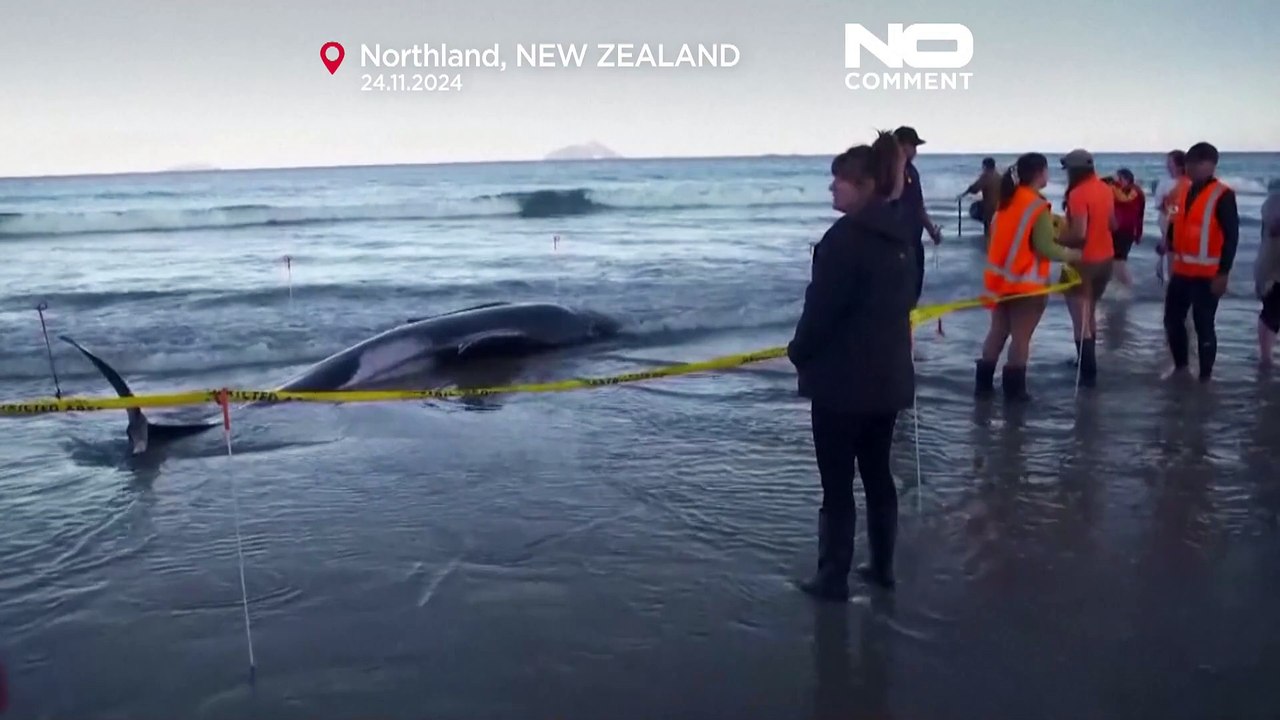 No Comment : sauvetage de 30 dauphins en Nouvelle-Zélande