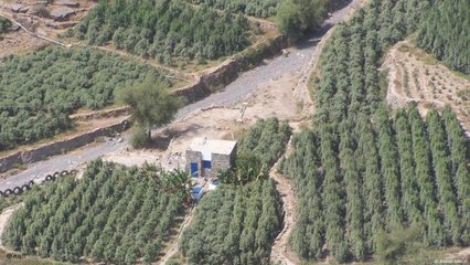 هل يطغى القات على إرث اليمن؟