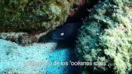 Estrategia del Océano Azul