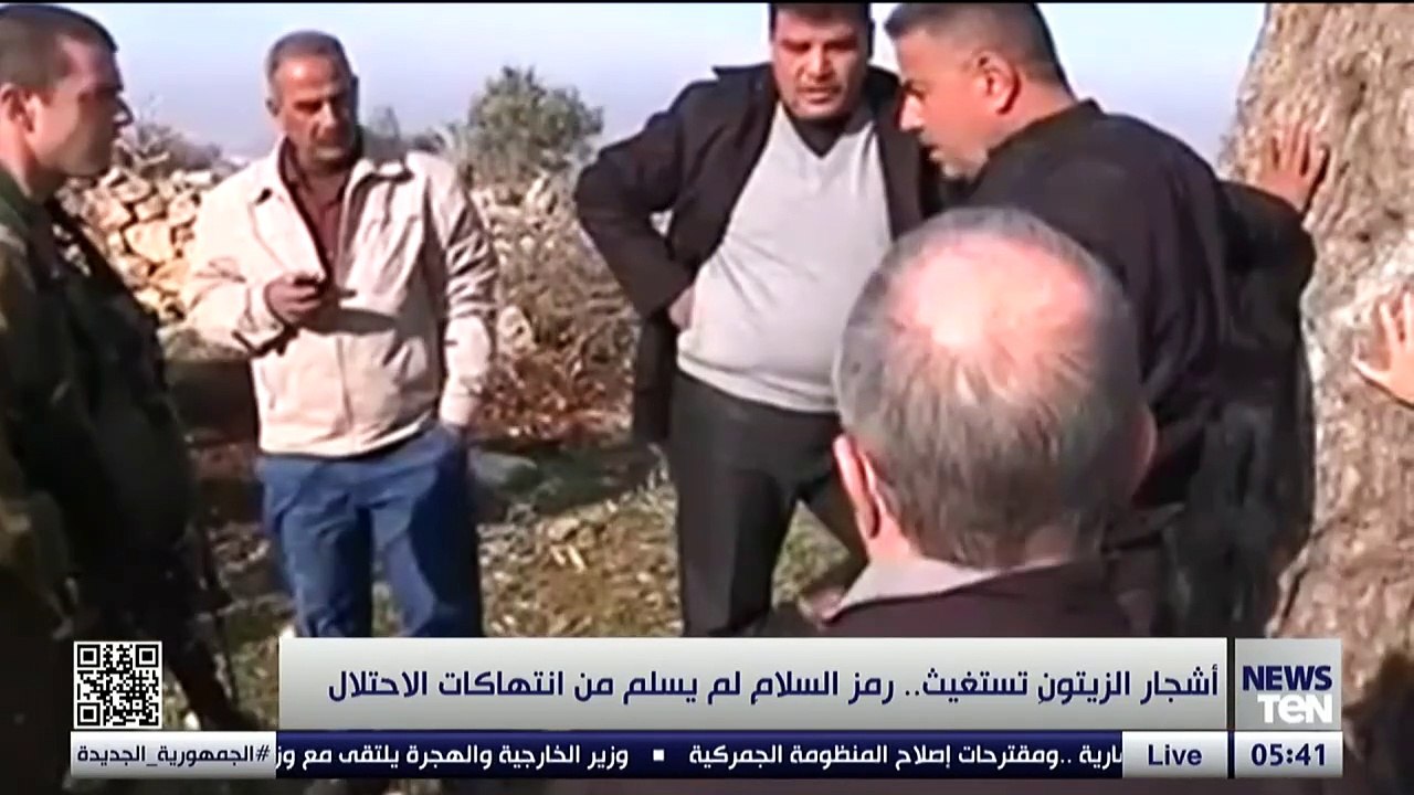 أشجار الزيتون تستغيث.. رمز السلام لم يسلم من انتهاكات الاحتلال