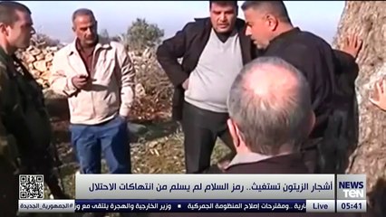 أشجار الزيتون تستغيث.. رمز السلام لم يسلم من انتهاكات الاحتلال