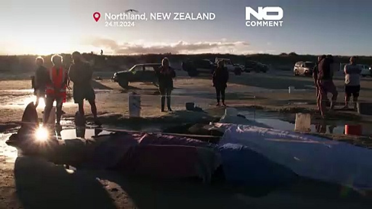 30 pilot whales stranded on a beach in New Zealand rescued - video ...