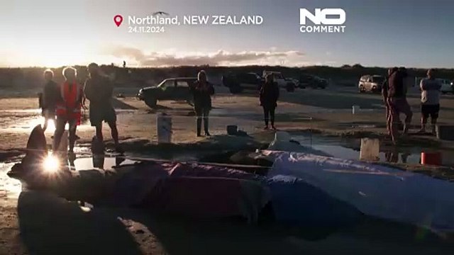 30 pilot whales stranded on a beach in New Zealand rescued
