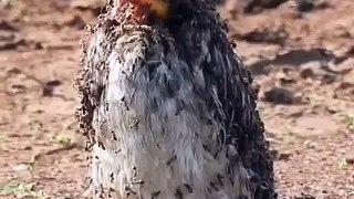 Un oiseau prend un bain de fourmis