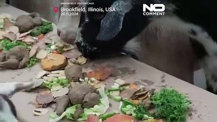 No comment: Chicago area zoo animals treated to early Thanksgiving feast