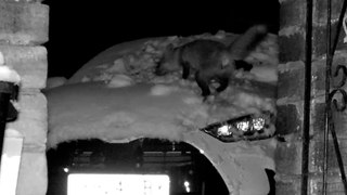 Adorable fox captured on film playing in the snow on a photographer's new car