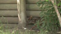 El raro nacimiento de un pudú en Argentina hace albergar esperanzas de conservación del pequeño y enigmático cérvido