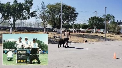 ¿Funciona el Collar Eléctrico en Schnauzers Gigantes_ Todo lo que Debes Saber