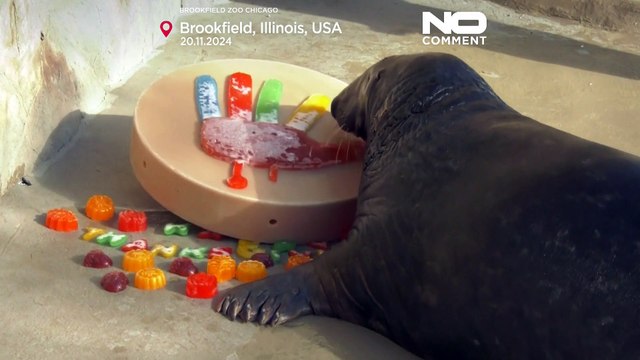 Vorzeitige Festlichkeiten: Zoo in Chicago veranstaltet Thanksgiving-Feier für seine Tiere