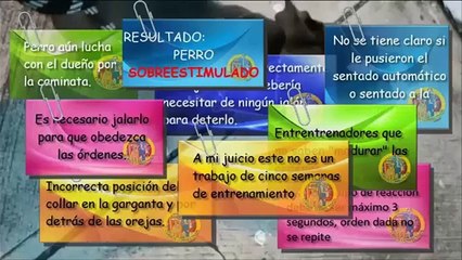 Cuando un Adiestrador Inexperto Dice que Tu Perro No Sirve para Entrenar