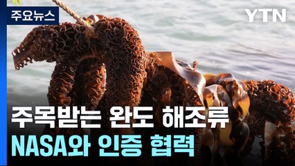 전 세계 주목받는 완도 해조류...NASA와 '블루카본' 인증 협력 / YTN