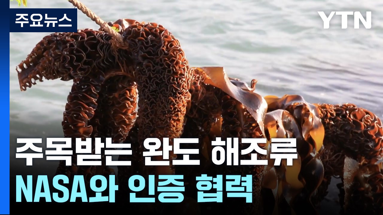 전 세계 주목받는 완도 해조류...NASA와 '블루카본' 인증 협력 / YTN