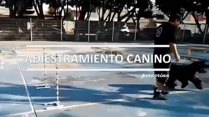 Consigue la Obediencia Perfecta con tu Voz en Pocos Pasos