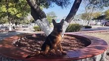¿Cómo Lograr que un Cachorro Levante las Orejas con Entrenamiento_