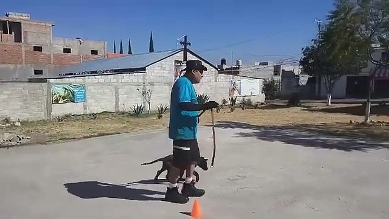 Pastor Holandés_ Ejercicios Básicos para la Jerarquiación de Cachorros