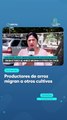 Productores de arroz migran a otros cultivos