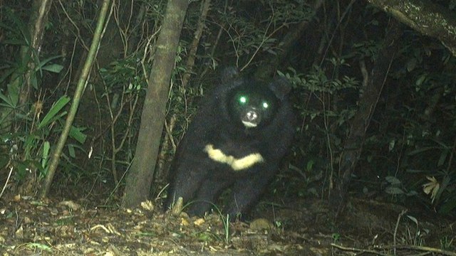 Phát hiện loài gấu siêu quý hiếm, nặng khoảng 150 kg sắp bị tuyệt chủng tại Quảng Trị | VTC Now