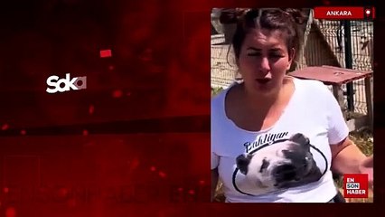 Ankara'da sokak hayvanları derneğine 'haksız kazanç' operasyonu