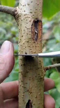 Fruit Tree Grafting Techniques