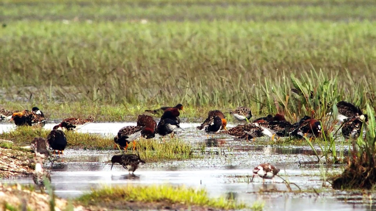 The Ruff: Close Up HD Footage (Philomachus pugnax)