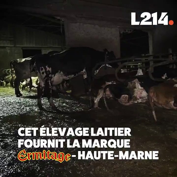 Colère de l'Association L214 qui publie des images d'une exploitation fournissant la marque de fromage "Ermitage" où les vaches sont blessées, frappées et "vivent dans leur me*de !"